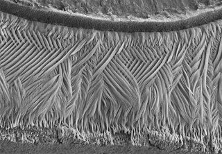 Illustration for article titled These Science Photos Are So Beautiful They're Basically Art